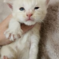 Chatons maine coon mâle loof #4