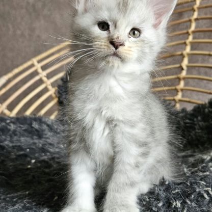 Chatons maine coon loof femelle