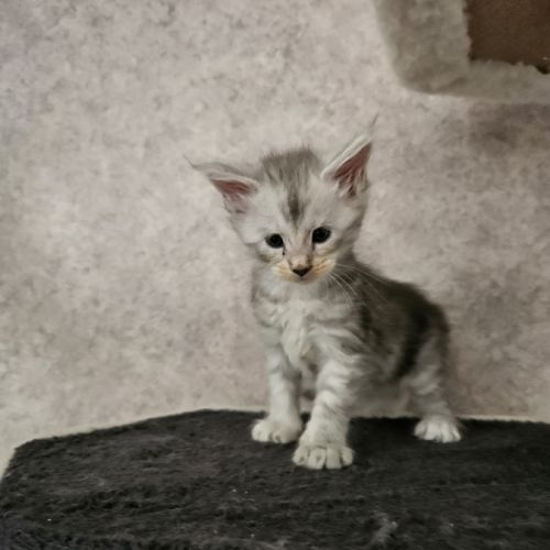 Chatons maine coon loof femelle