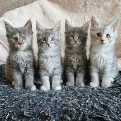 Chatons maine coon loof femelle