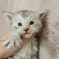 Chatons maine coon loof femelle #1