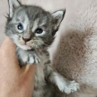 Chatons maine coon loof femelle #2