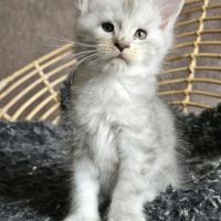 Chatons maine coon loof femelle