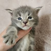 Chatons maine coon loof femelle #3
