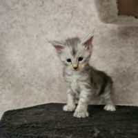 Chatons maine coon loof femelle