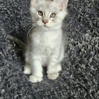 Chatons maine coon loof femelle