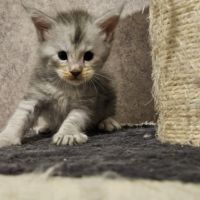 Chatons maine coon loof femelle