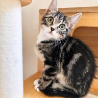 Chaussette - adorable femelle #1