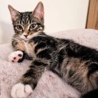 Chaussette - adorable femelle #2