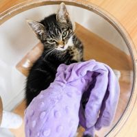 Chaussette - adorable femelle #3