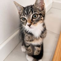 Chaussette - adorable femelle