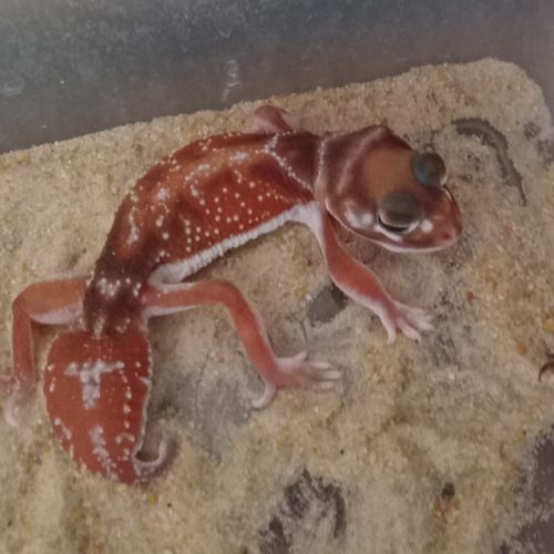 Gecko nephrurus levis pilbarensis