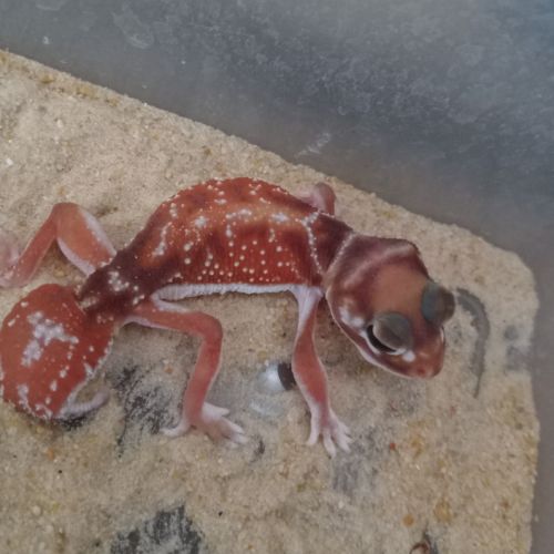 Gecko nephrurus levis pilbarensis #3