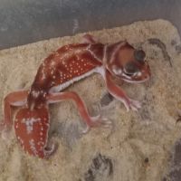Gecko nephrurus levis pilbarensis