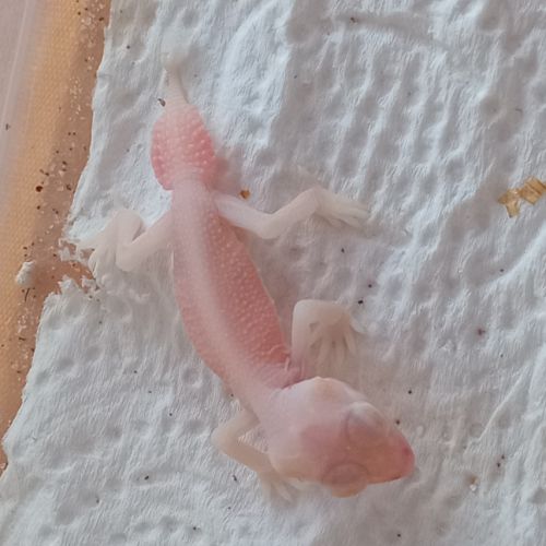 Gecko nephrurus levis pilbarensis albinos #2