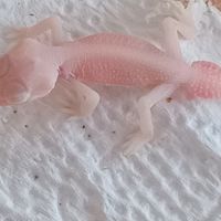 Gecko nephrurus levis pilbarensis albinos #1