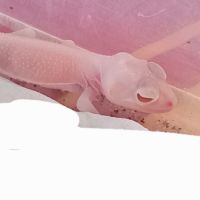 Gecko nephrurus levis pilbarensis albinos