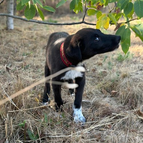 Nala bébé roumaine à l'adoption #3
