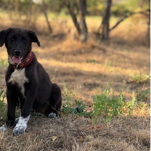 Nala bébé roumaine à l'adoption #0