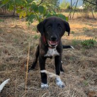 Nala bébé roumaine à l'adoption #1