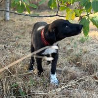 Nala bébé roumaine à l'adoption #3