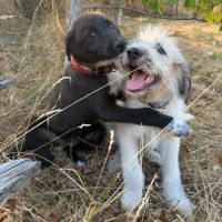 Nala bébé roumaine à l'adoption #4