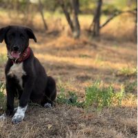Nala bébé roumaine à l'adoption