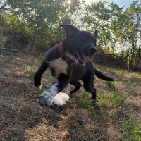 Nala bébé roumaine à l'adoption #7