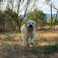 Bounty abandonné en forêt en roumanie #2