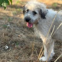 Bounty abandonné en forêt en roumanie #4