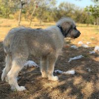 Bounty abandonné en forêt en roumanie