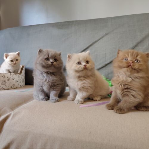 Chatons à réserver highland scottish straight loof #0