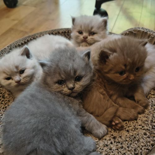 Chatons à réserver highland scottish straight loof #2