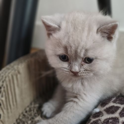 Chatons à réserver highland scottish straight loof #4
