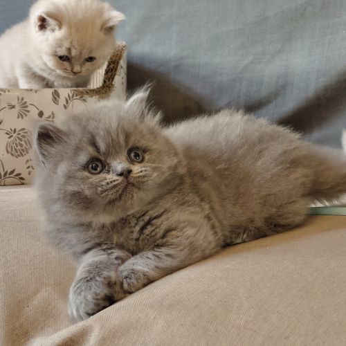Chatons à réserver highland scottish straight loof #5