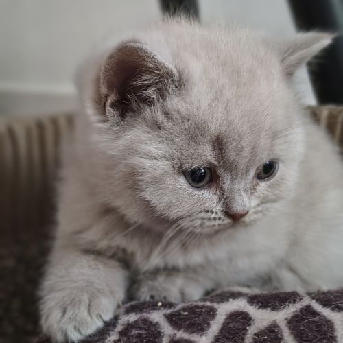 Chatons à réserver highland scottish straight loof #6