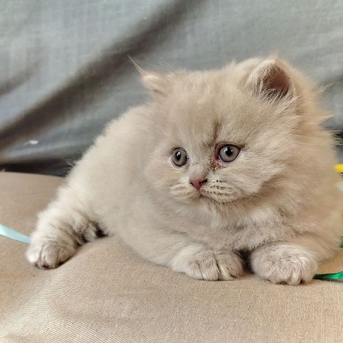 Chatons à réserver highland scottish straight loof #8