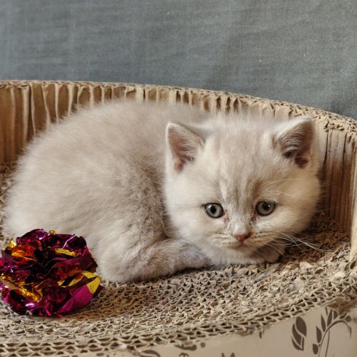 Chatons à réserver highland scottish straight loof #9