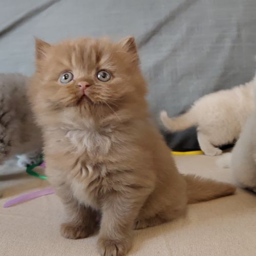 Chatons à réserver highland scottish straight loof #10