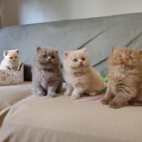 Chatons à réserver highland scottish straight loof
