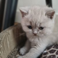 Chatons à réserver highland scottish straight loof #4