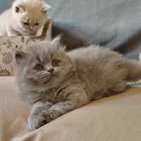 Chatons à réserver highland scottish straight loof #5