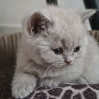 Chatons à réserver highland scottish straight loof #6