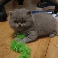 Chatons à réserver highland scottish straight loof #7