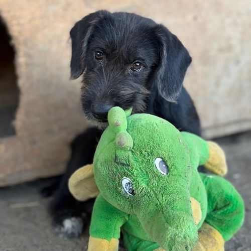 Ohana petite roumaine à l'adoption #0