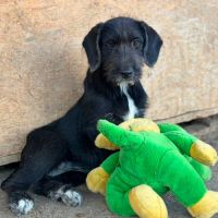 Ohana petite roumaine à l'adoption #1