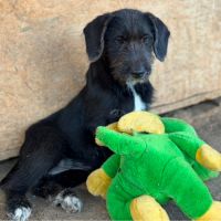 Ohana petite roumaine à l'adoption #2