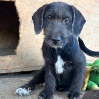 Ohana petite roumaine à l'adoption #4