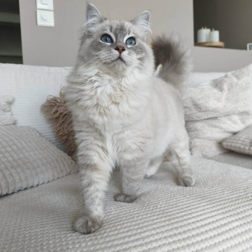 Chat ragdoll lof #1
