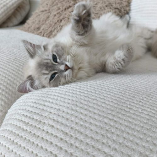 Chat ragdoll lof #2